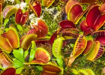 Venus Flytrap Trik Inspires Aircraft