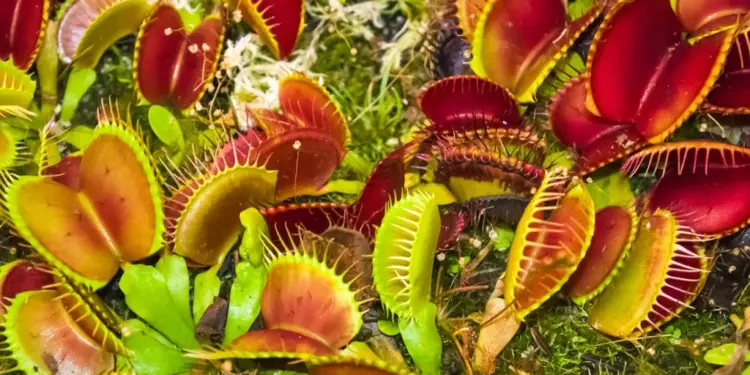 Venus Flytrap Trik Inspires Aircraft
