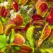Venus Flytrap Trik Inspires Aircraft
