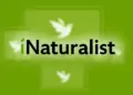 iNaturalist Trik Boosts Observations