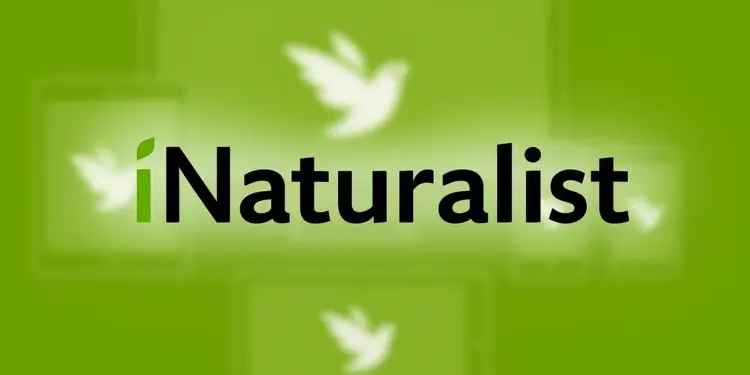 iNaturalist Trik Boosts Observations
